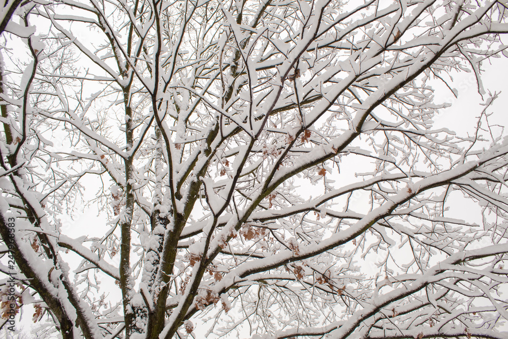 Winter fairy tale in the city park, snowy forest, white trees in the fluffy soft snow Winter fairy tale in the city park, snowy forest, white trees in the fluffy soft snow