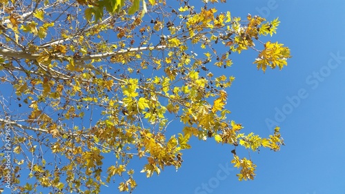 Branch against the blue sky