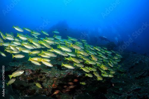 Scuba diving, coral reef and fish 