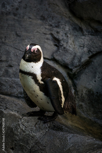 Pingüino africano photo