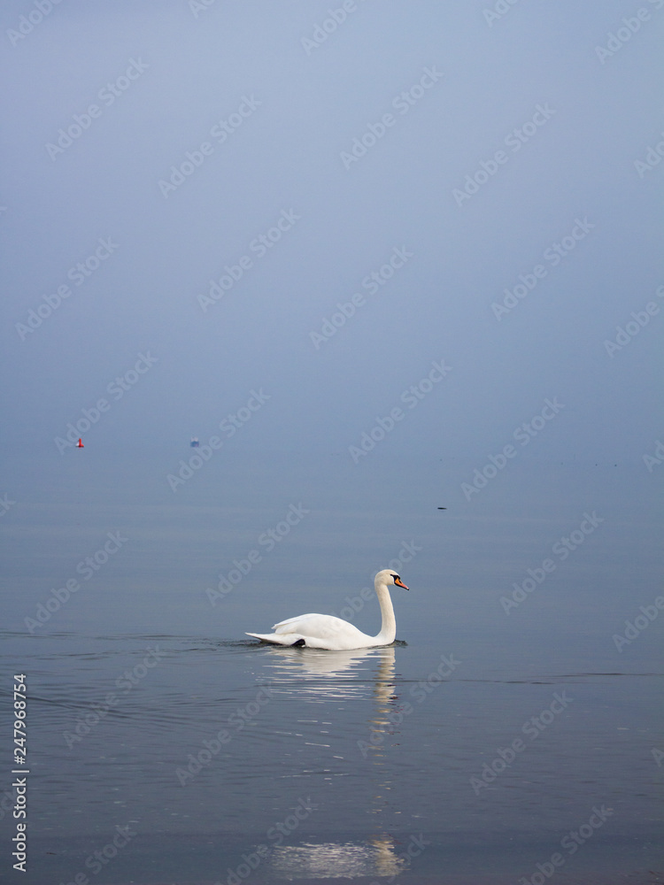 Fototapeta premium Swan in Sopot