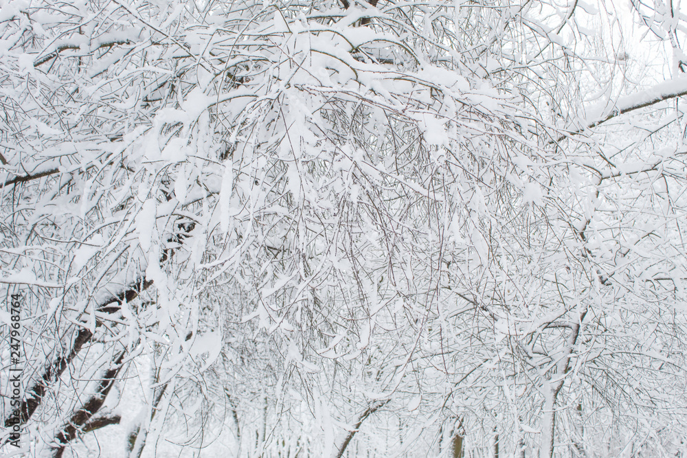Winter fairy tale in the city park, snowy forest, white trees in the fluffy soft snow Winter fairy tale in the city park, snowy forest, white trees in the fluffy soft snow