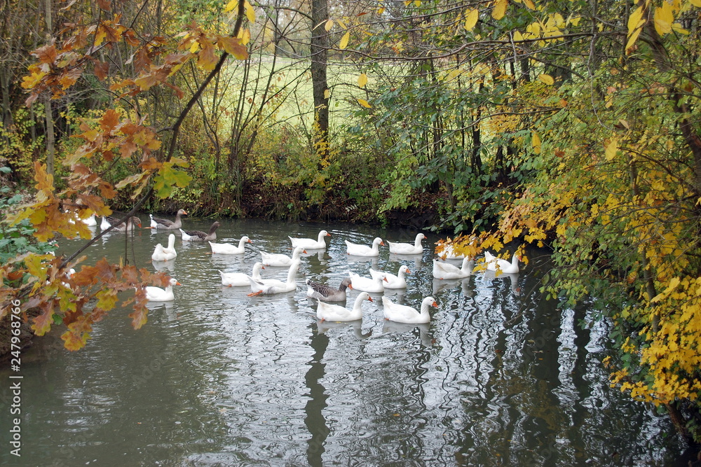 Gänse Gänse