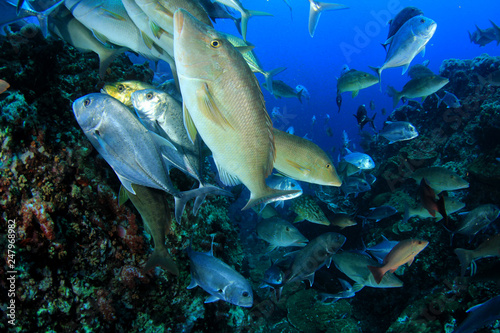 Underwater fish on coral reef 