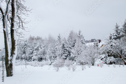 Winter fairy tale in the city park, snowy forest, white trees in the fluffy soft snow