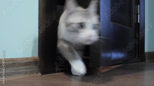light striped cat with blue eyes opens the door.