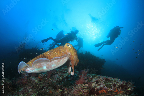 Pharaoh Cuttlefish and Scuba divers
