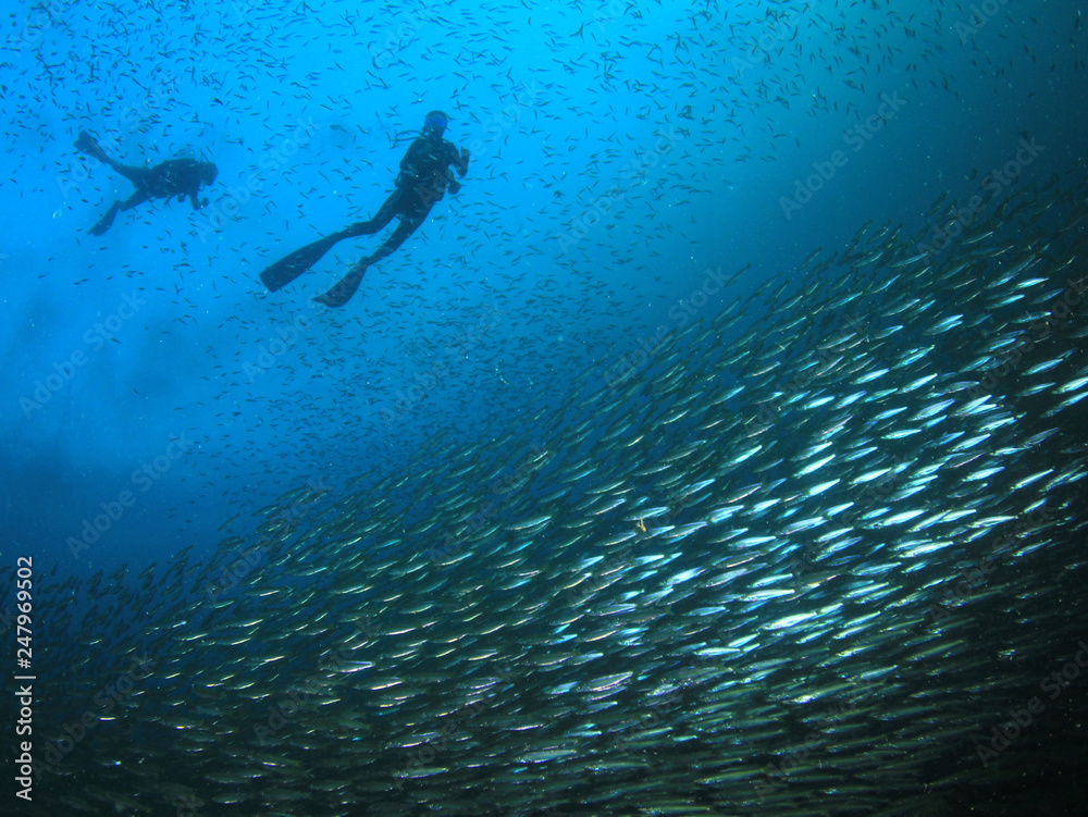 Fototapeta premium Scuba diving, coral reef and fish 