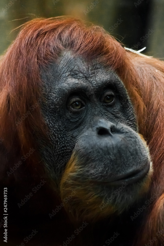 Emotion bewilderment. Smart and kind face of red orangutan close up. Emotion bewilderment. Smart and kind face of red orangutan close up.
