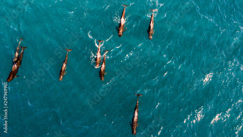 Pilot whales, Sea of Cortes, Mexico.