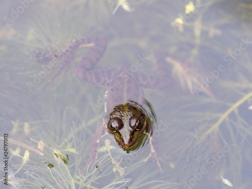 Marsh Frog head sitting in pond