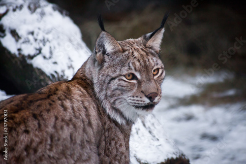 A big cat lynx sits half-turned, muzzle close-up.