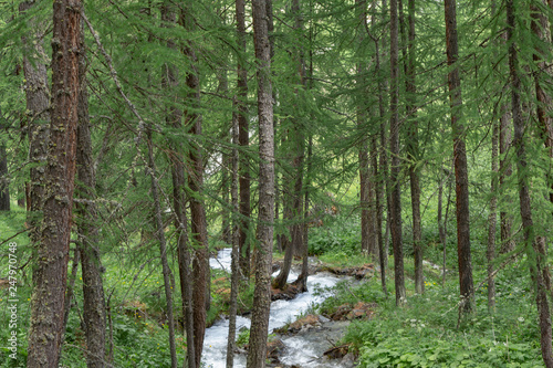 stream in the forest © Filippo Corti