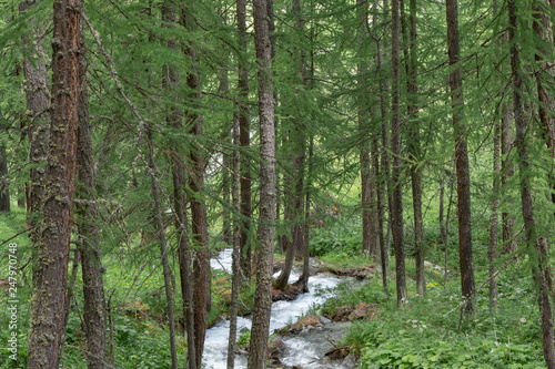 stream in the forest