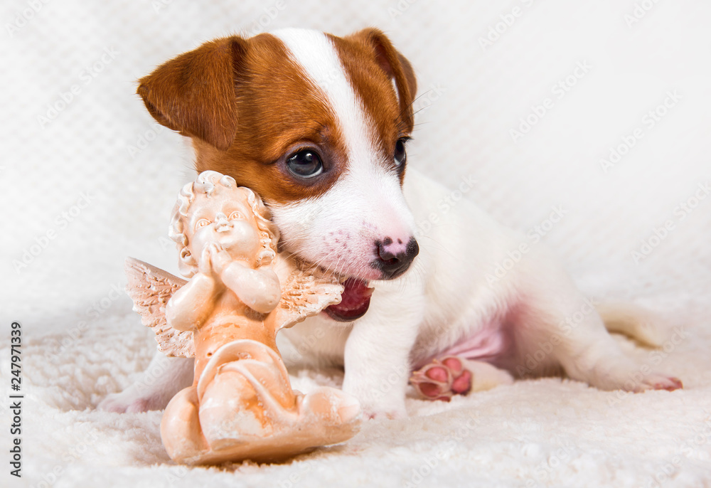 Jack Russell Terrier puppy dog with angel.