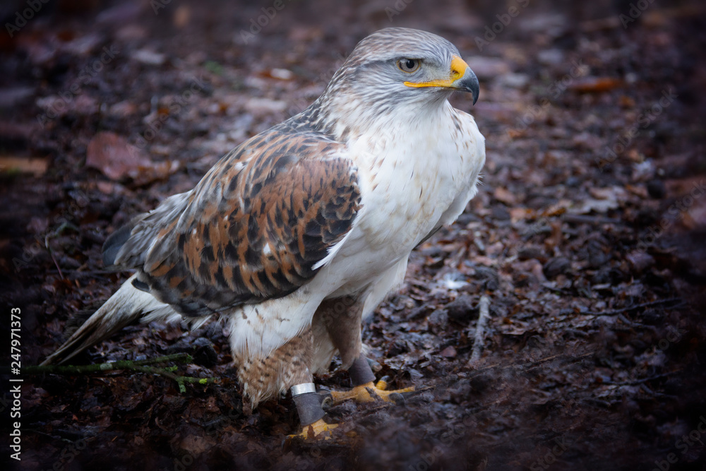 Bird Of Prey Stock Photo Adobe Stock
