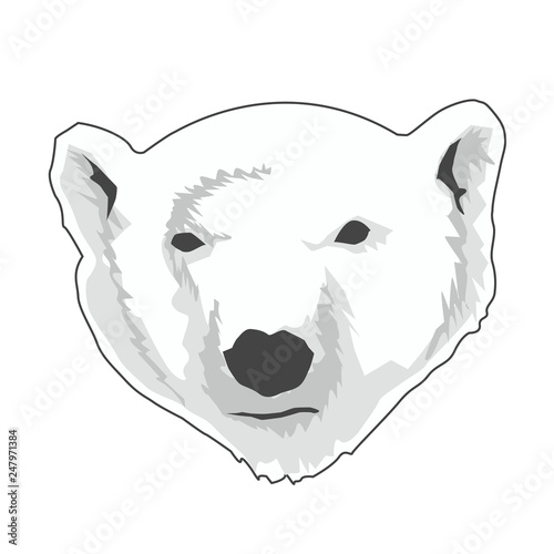 Vector illustration of polar bear