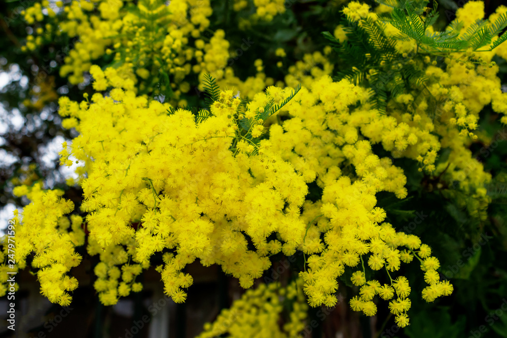 Yellow Mimosa flowers on tree branches. Spring background. Selective focus. Concept- Valentine's Day, women's day, congratulations on the holiday. Yellow Mimosa flowers on tree branches. Spring background. Selective focus. Concept- Valentine's Day, women's day, congratulations on the holiday.