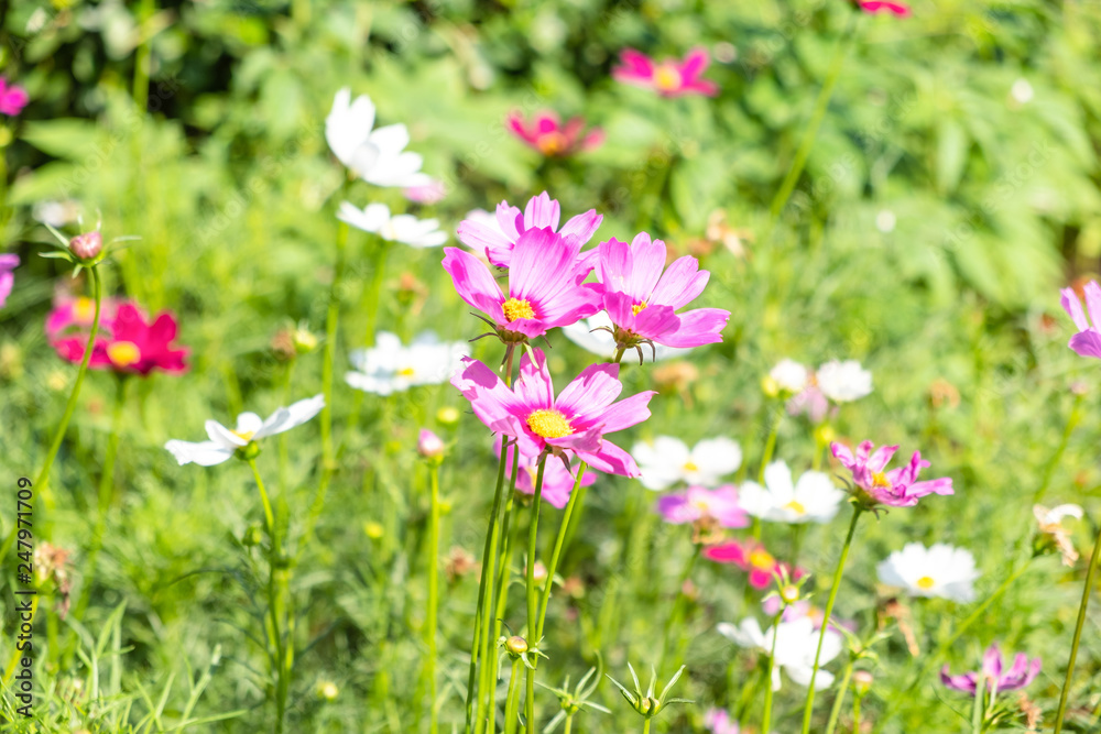 Green field in the morning, beautiful pink spring flowers on the Green bushes Green field in the morning, beautiful pink spring flowers on the Green bushes