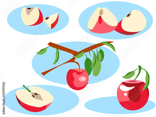 Apple in different portions. Whole, grows on a tree, half and slice. In minimalist style. Flat isometric vector