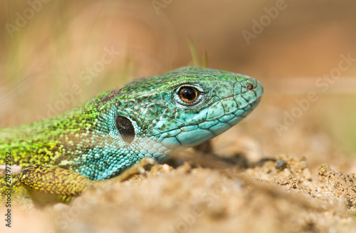 The European Green lizard Lacerta viridis czech