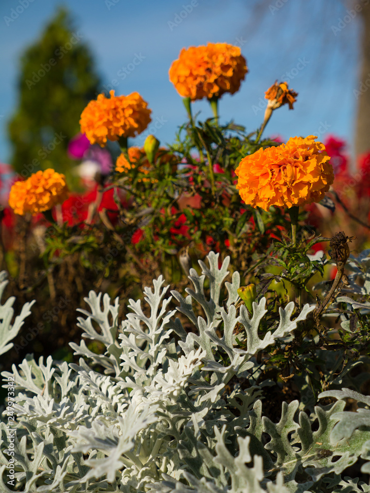 Beautiful bright flowers in bright sunny day against the background of a blue palate.