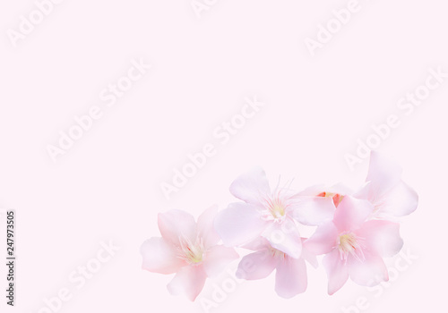 pink soft sweet flower with romantic background for valentine wedding