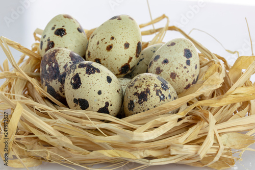 quail eggs in a nest isolated white background
