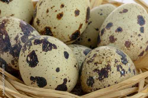 quail eggs in a nest isolated white background