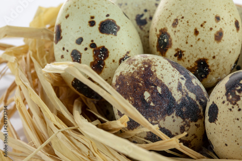 quail eggs in a nest isolated white background
