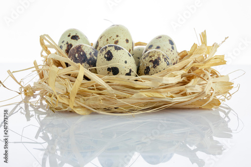 quail eggs in a nest isolated white background
