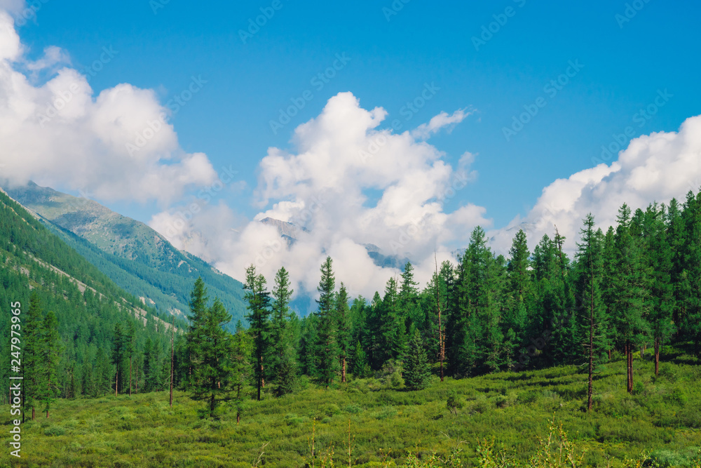Beautiful huge cloud on giant mountains behind coniferous forest on hill under blue sky. Edge of forest on slope in sunny day. Wonderful mountain landscape of highland nature. Amazing mountainscape.