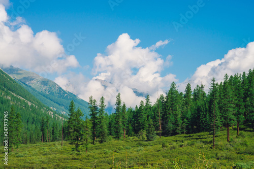 Beautiful huge cloud on giant mountains behind coniferous forest on hill under blue sky. Edge of forest on slope in sunny day. Wonderful mountain landscape of highland nature. Amazing mountainscape.