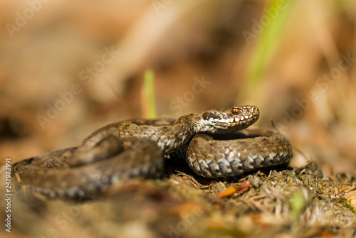 European viper Vipera berus in Czech Repblic