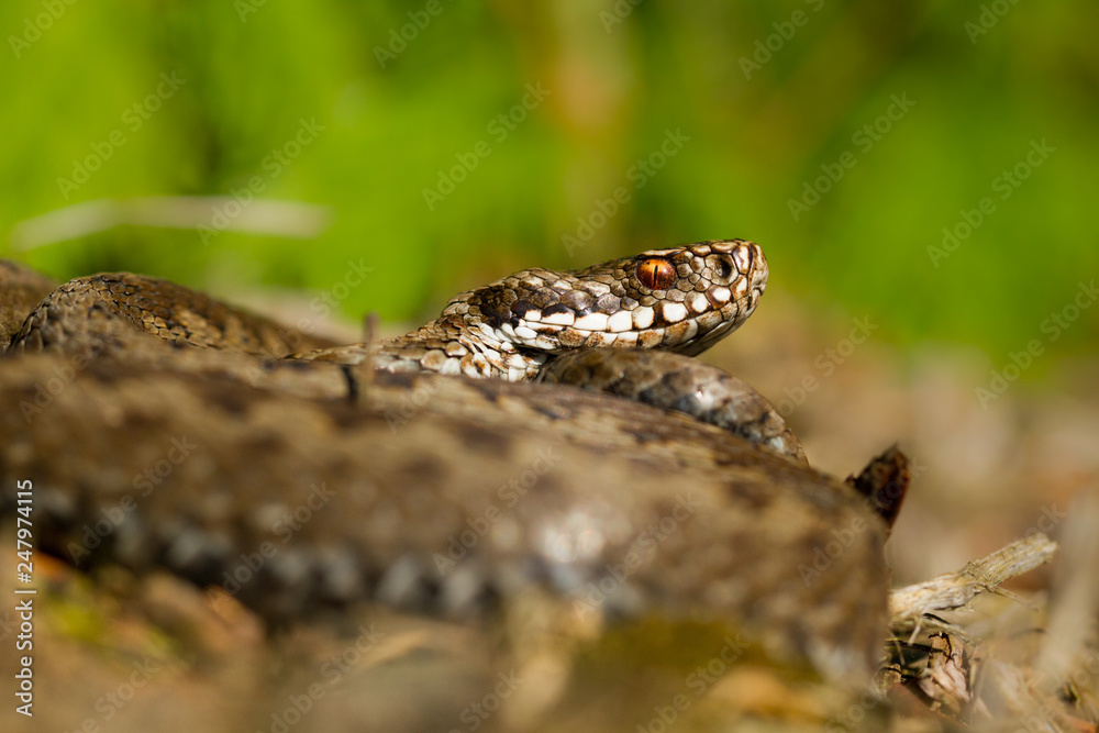 European viper Vipera berus in Czech Repblic European viper Vipera berus in Czech Repblic