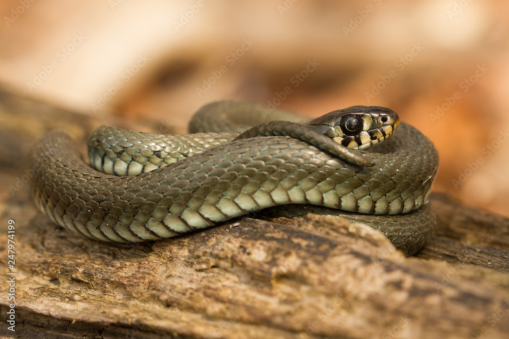 The Grass snake Natrix natrix in Czech Republic The Grass snake Natrix natrix in Czech Republic