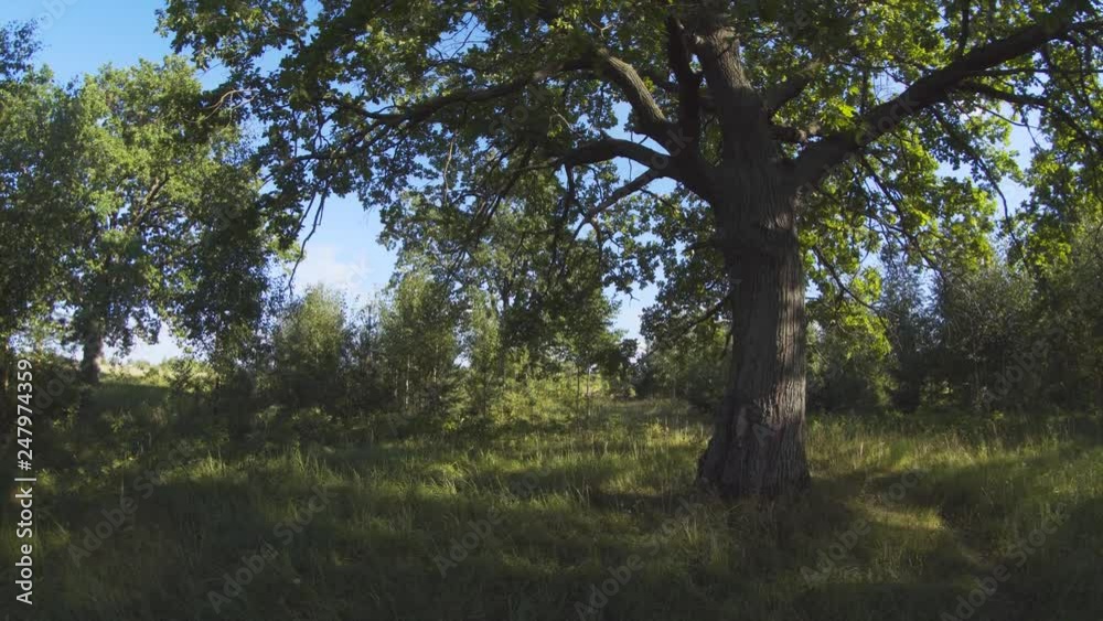 Mature Oak Tree in the Wild in Russia. 4k Ultra HD video Mature Oak Tree in the Wild in Russia. 4k Ultra HD video