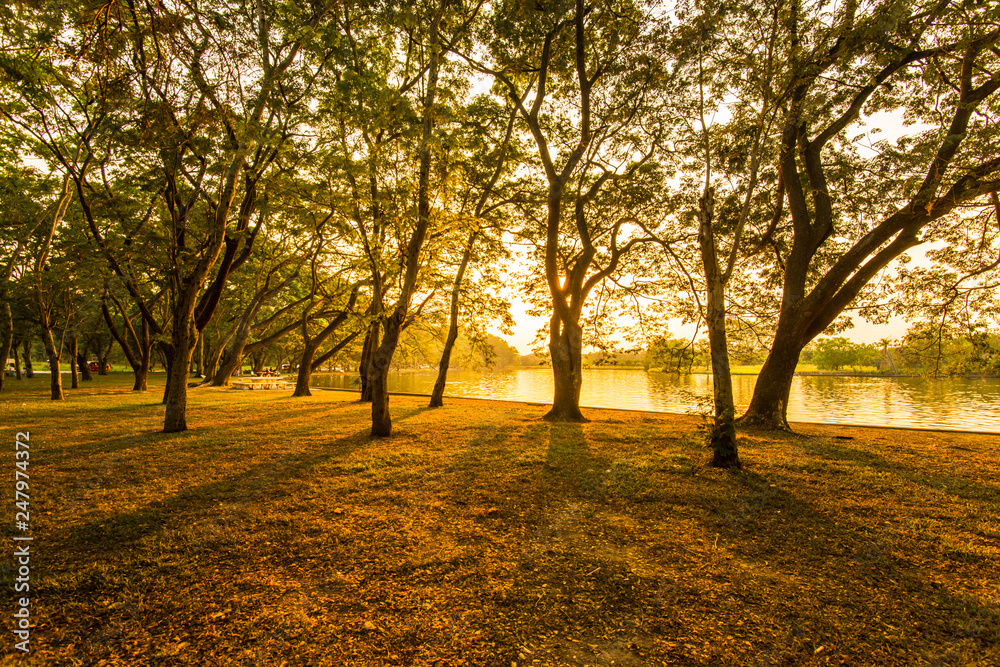 Naklejka premium Evening in the Garden 2
