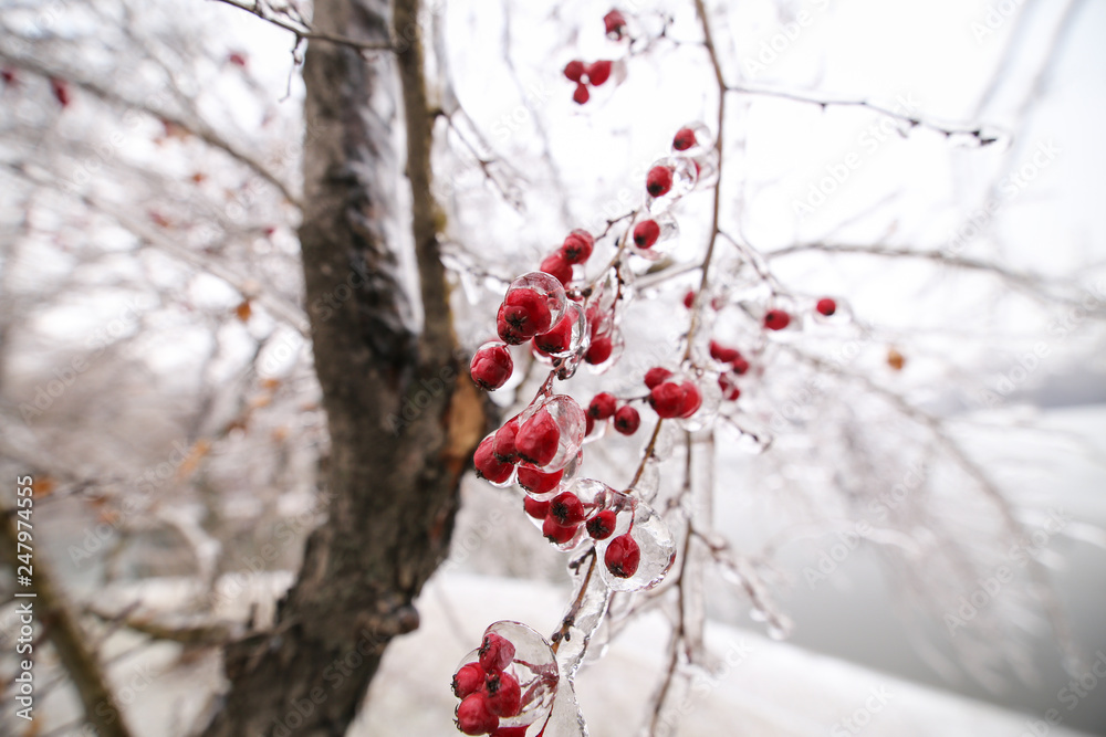 Details with frozen vegetation after a freezing rain weather phenomenon Details with frozen vegetation after a freezing rain weather phenomenon