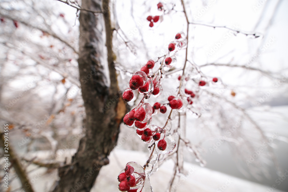 Details with frozen vegetation after a freezing rain weather phenomenon