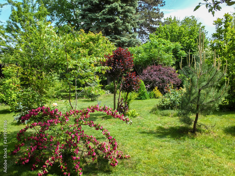 Beautiful landscaped garden with evergreens and blossom greenery. Pink ...