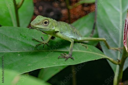 Common Green Tree Lizard in Borneo, Malaysia