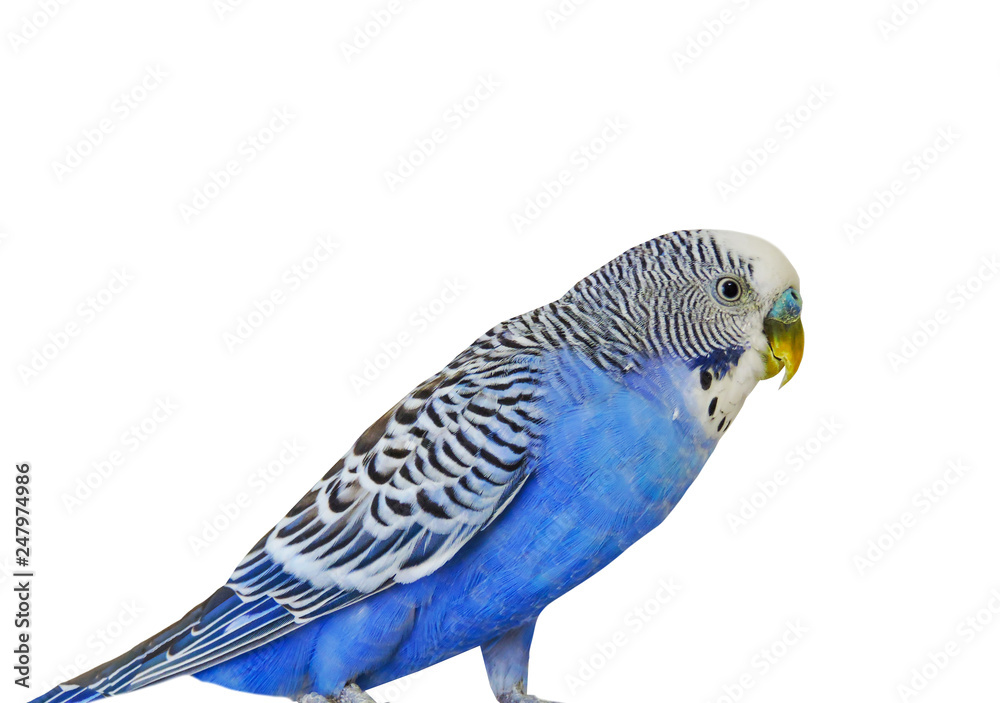 Fototapeta premium Blue Budgerigar on white background. Blue budgie close up shot. Budgerigars isolated. Blue bird.Budgerigar close up on the bird cage.Melopsittacus undulatus.Wavy parrot sits on a perch in a cage.