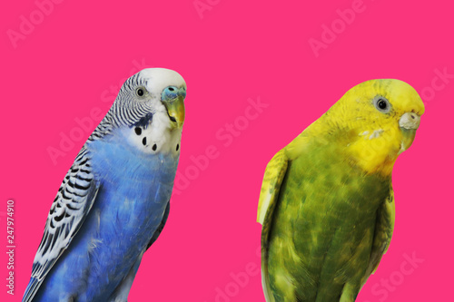 Yellow and blue Budgerigar isolated on pink background.Melopsittacus undulatus.Budgerigar close up on the bird cage.Melopsittacus undulatus.Wavy parrot sits on a perch in a cage.pair of parakeets.