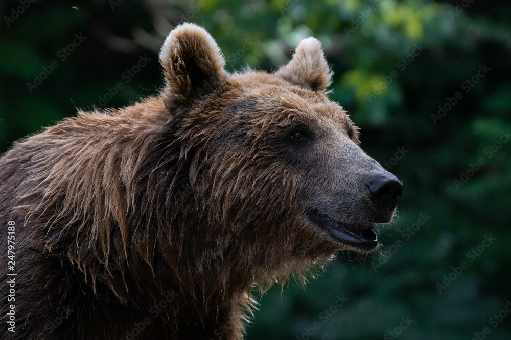 Oso pardo también conocido como oso grizzly Oso pardo también conocido como oso grizzly