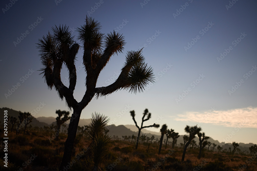 Amazing landscapes at Joshua Tree Park with mountains, rocks and desert plains at sunrise Amazing landscapes at Joshua Tree Park with mountains, rocks and desert plains at sunrise