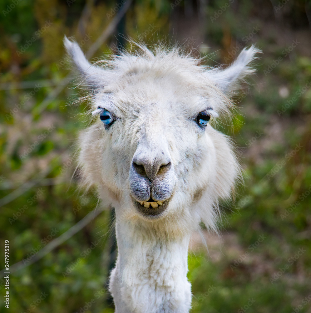 lustiges Alpaca weiss Gesicht Portrait, Blick in die Kamera