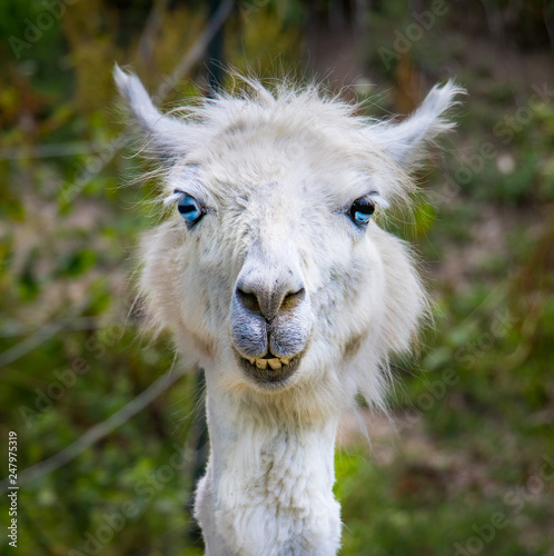 lustiges Alpaca weiss Gesicht Portrait  Blick in die Kamera