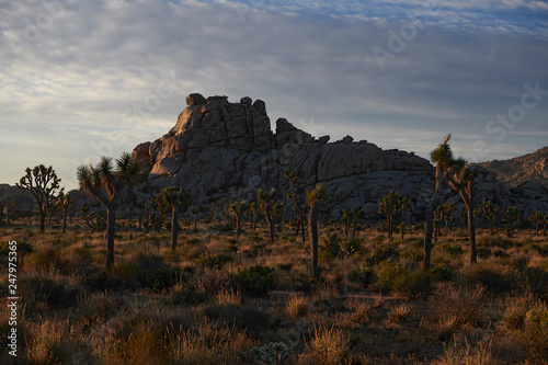 Amazing landscapes at Joshua Tree Park with mountains, rocks and desert plains at sunrise