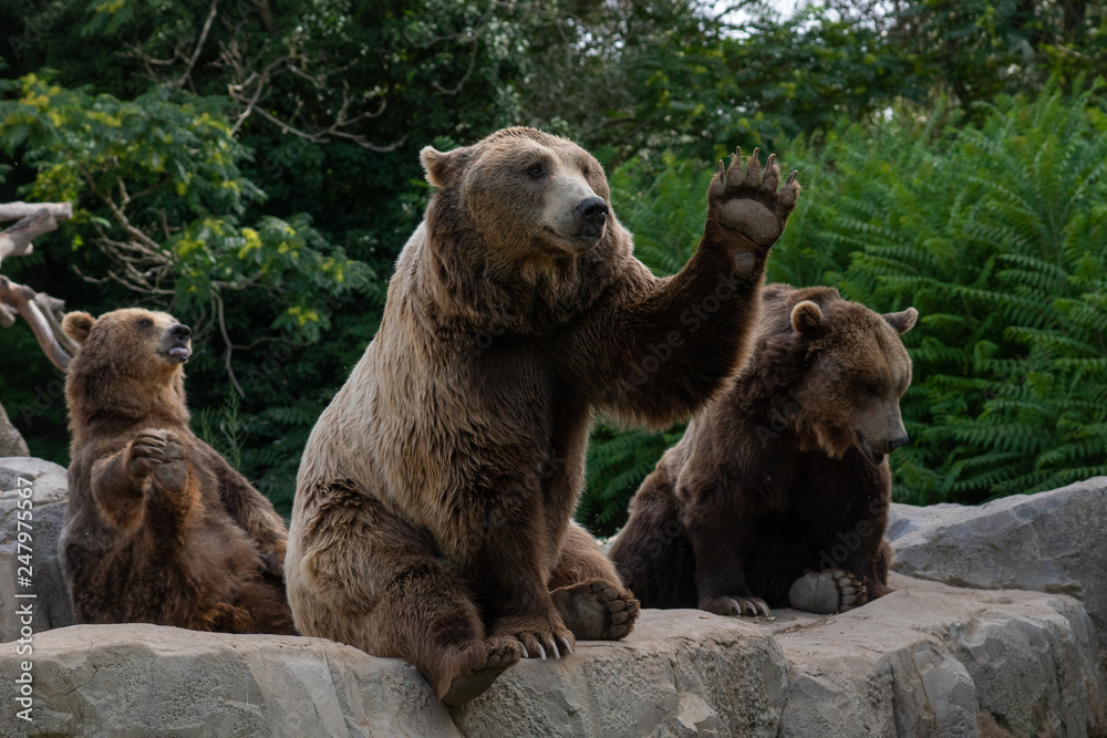 Oso pardo también conocido como oso grizzly Oso pardo también conocido como oso grizzly